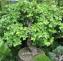 bonsai1.jpg