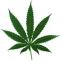 marihuana.jpg