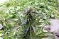 10 marihuana Ostrozska Nova Ves