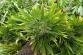 6 marihuana Kostelany