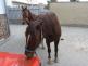 koně_Tišnov (4).JPG