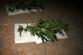 Marihuana_Modřice (8).jpg
