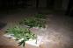 Marihuana_Modřice (9).jpg