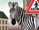 Zebra na šířku