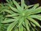 Marihuana