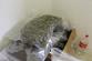 Blučina_marihuana  (9).JPG