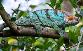 chameleon