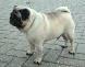 mops