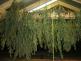 Marihuana_6.jpg