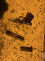 1 Plynová pistole.png