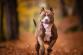 AMERICAN BULLY XL