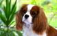Kavalír King Charles