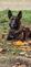 1 JAGUAR.jpeg