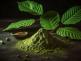 kratom