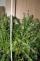 marihuana_1.jpg