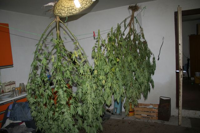 1 marihuana Ostrozska Nova Ves