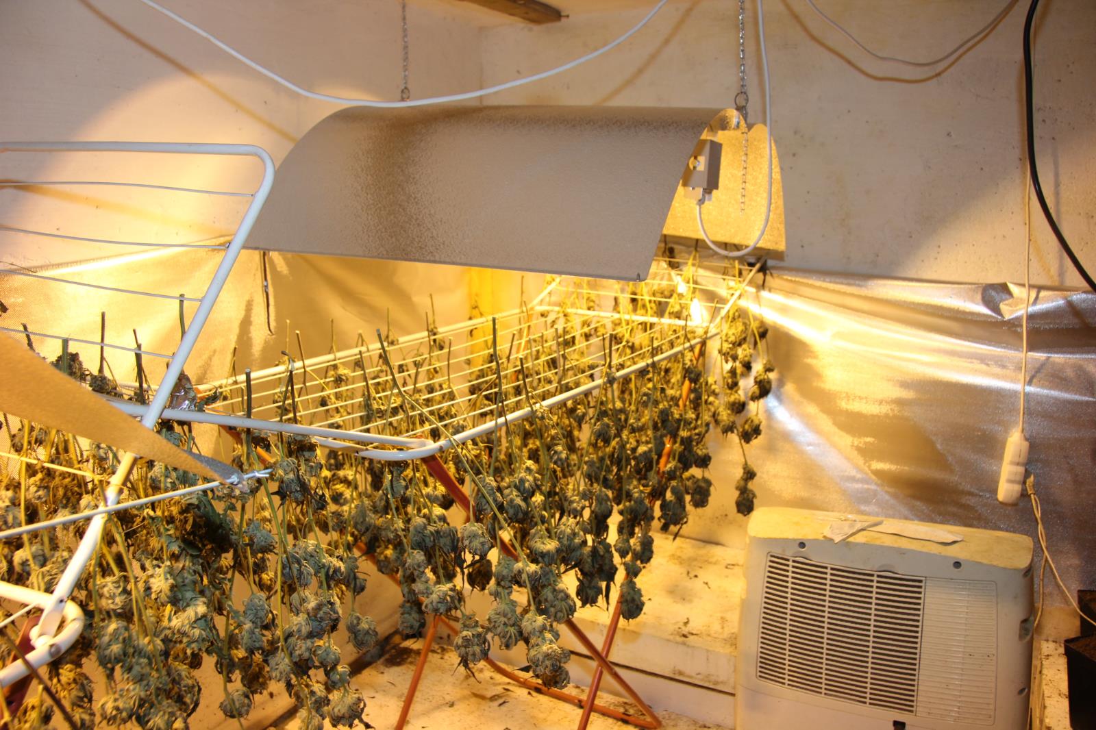 1 pěstírna Rokycansko (4).JPG