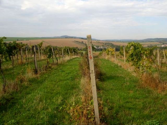 1 vinohrad Tupesy