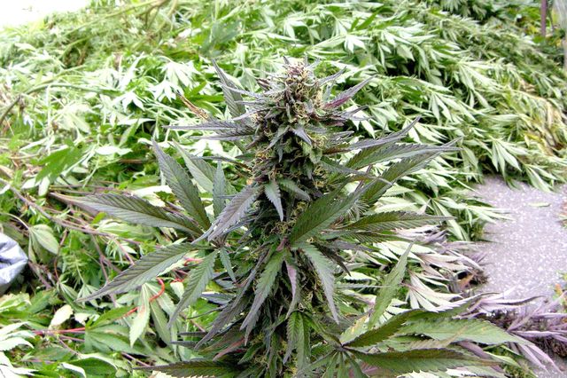 10 marihuana Ostrozska Nova Ves