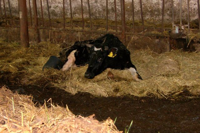 11 asistence farma Brestek