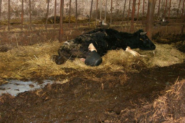 12 asistence farma Brestek
