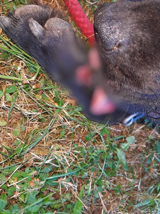 2 Týraný pes (2).JPG