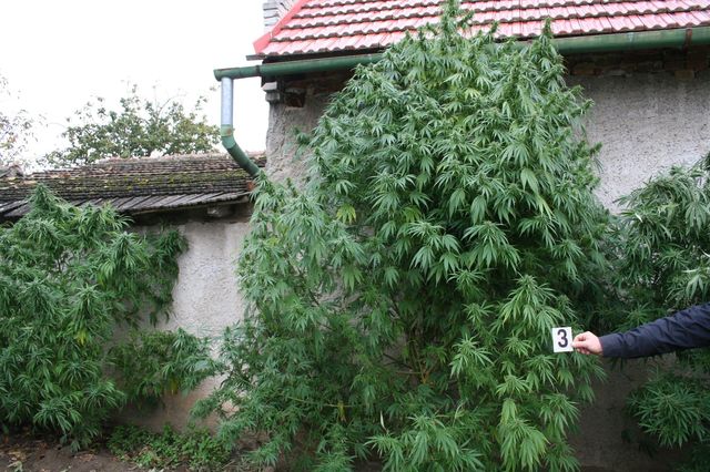 2 marihuana Kostelany