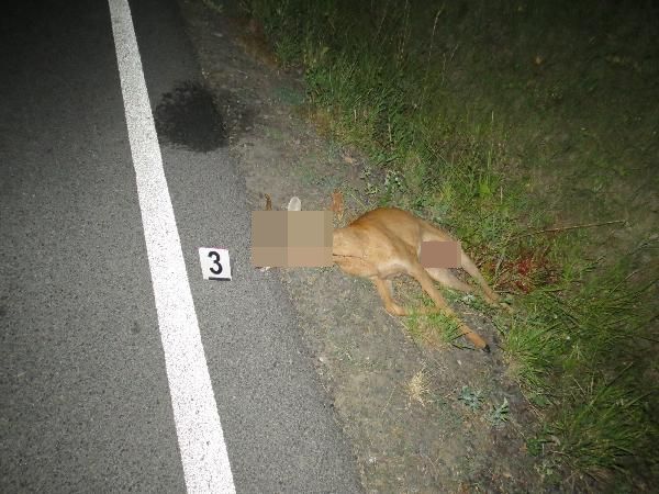 2 střet se zvěří 2.jpg