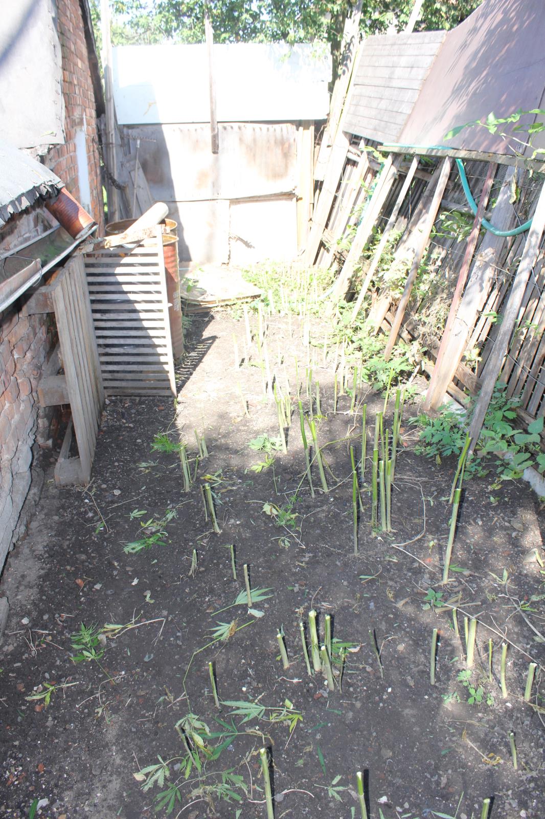 2 zástěna konopí.JPG