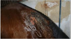 3 Zraněná klisna II.JPG