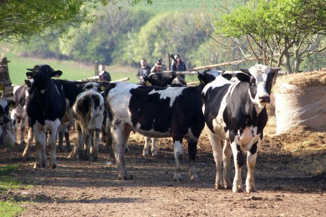 3 asistence farma Brestek