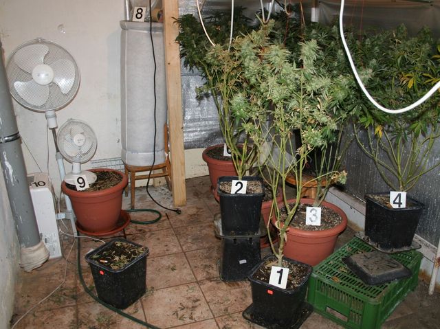 3 pestirna marihuany u hranic