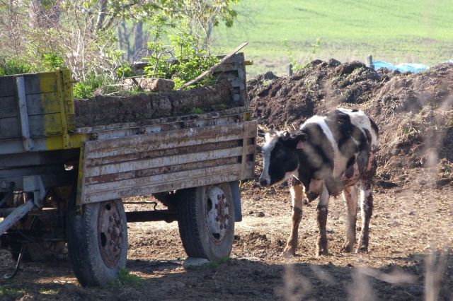 4 asistence farma Brestek
