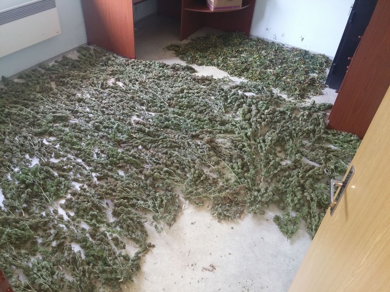 4 marihuana3.jpg