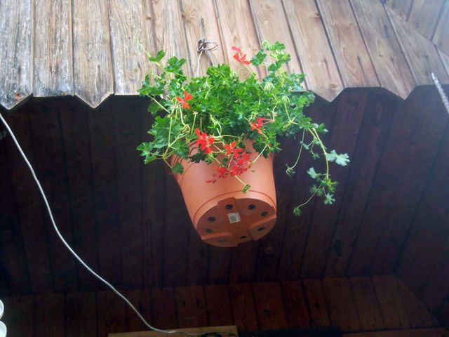 4 muskaty a petunie U. Brod