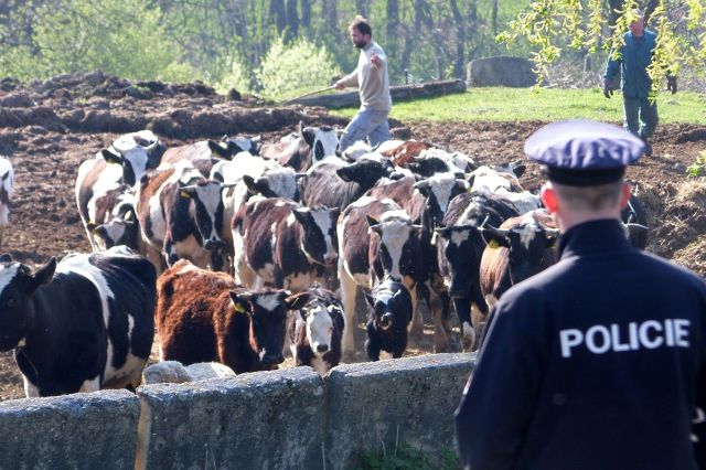 5 asistence farma Brestek