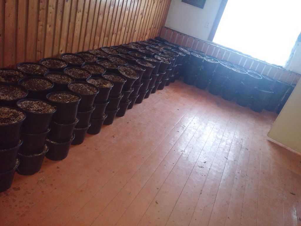5 marihuana4.jpg