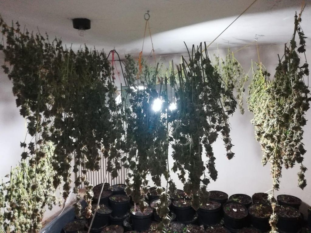 5 marihuana4.jpg