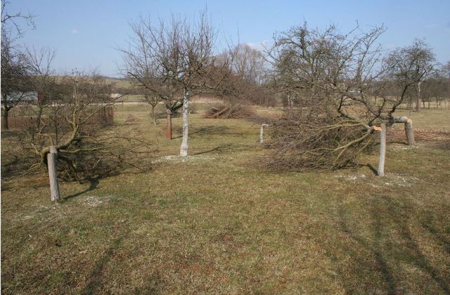 5 porezane stromy Mikovice