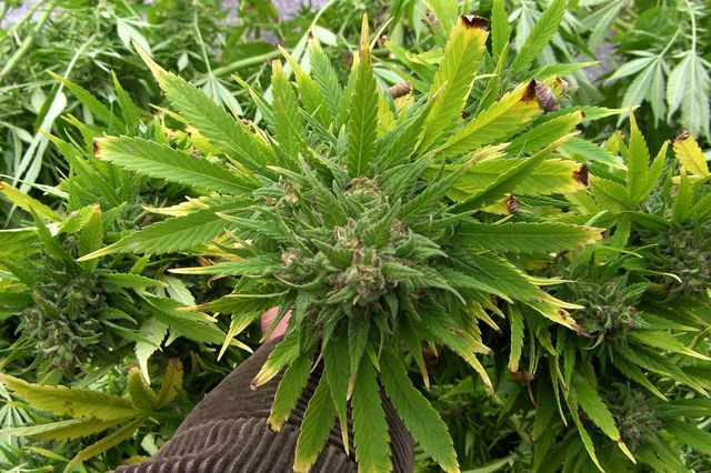 6 marihuana Kostelany
