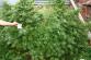 6 marihuana Ostrozska Nova Ves