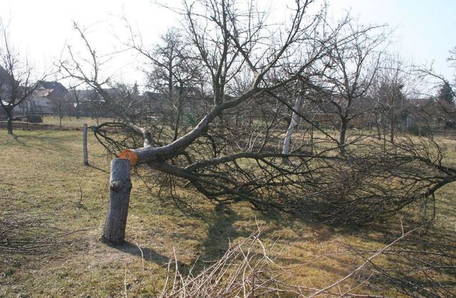 6 porezane stromy Mikovice