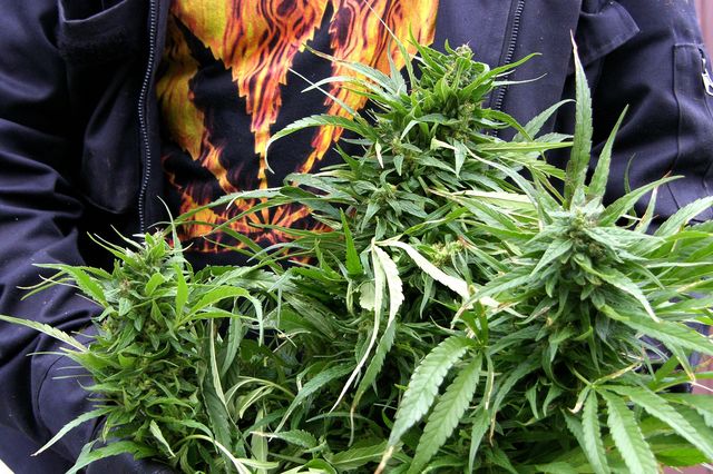 7 marihuana Kostelany