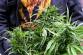 7 marihuana Kostelany