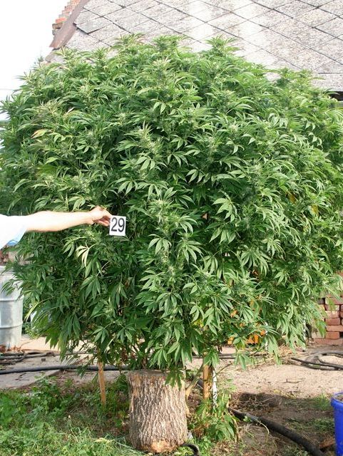7 marihuana Ostrozska Nova Ves