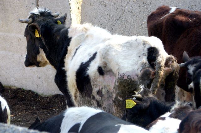 9 asistence farma Brestek