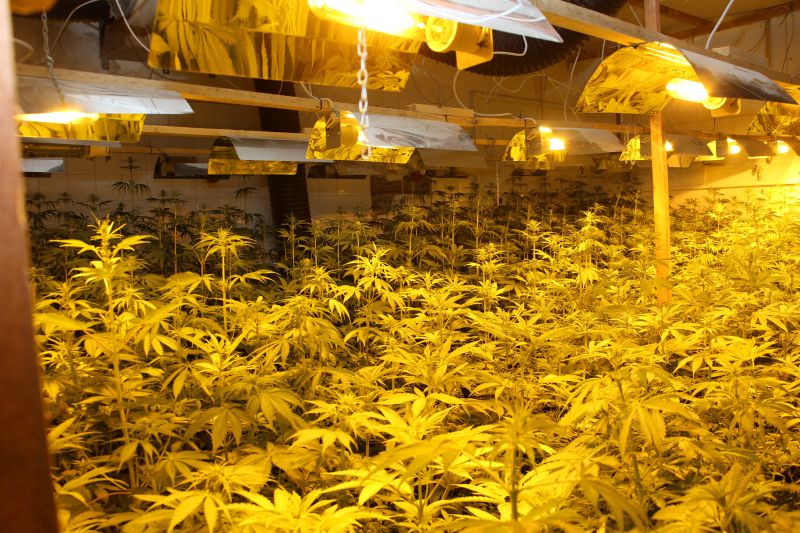 Blučina_marihuana  (2).JPG