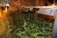 Blučina_marihuana  (3)