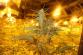 Blučina_marihuana  (4)