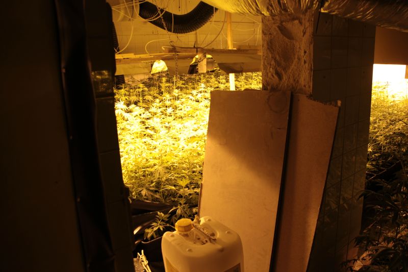 Blučina_marihuana  (7).JPG